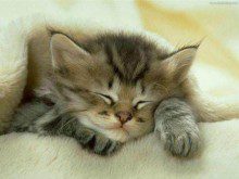 Sabia que os gatos só sabem dormir?