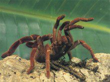 Sabia que uma aranha pode estar ser comer mais de 2 anos?