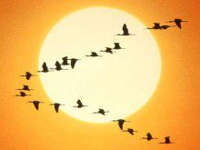 Sabia que os ossos das aves são mais leves que as penas?