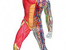De que é composto o seu corpo?