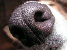 Sabia que as impressões nasais são o método de identificação dos animais?