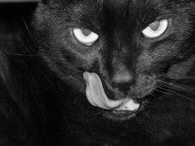 Tem medo dos gatos pretos?