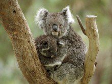Sabe o que é um Koala?
