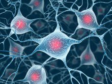 Conhece os neurónios amorosos?