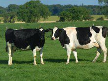 Sabia que as vacas gostam de música?