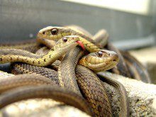 As cobras e o sexo