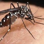 Tem medo de mosquitos?