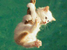 Conhece os músculos dos gatos?