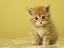 Tem gatos em casa?