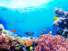 Sabia que 85 porcento da vida vegetal se encontra nos oceanos