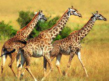 Sabia que as girafas aguentam mais tempo sem água que o camelo?