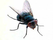 Sabia que a mosca é um dos mais perigosos animais?