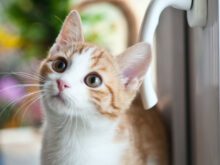 Sabia que os gatos só sabem dormir?