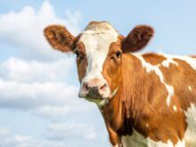 Sabia que as vacas gostam de música?