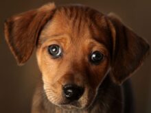 Já falou com o seu cão ao telefone?