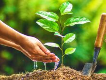 Quem planta as árvores?