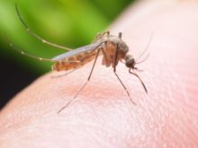 Tem medo de mosquitos?