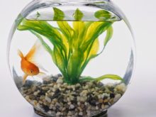 Tem peixes dourados?