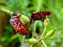 Gosta de insectos?