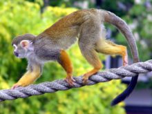 Gosta de animais barulhentos?