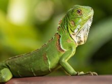Gosta de iguanas?