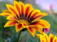 Percebe muito de flores?