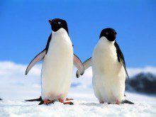 Gosta de pinguins?