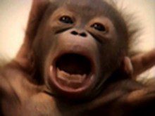 Gostava de ter um macaco?