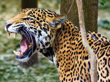 É a favor das reservas animais?