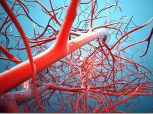 vasos sanguineos