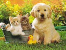 Tem animais de estimação?