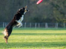 frisbee