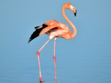 flamingo