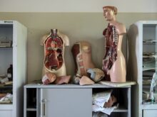 corpo humano