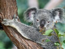 koala