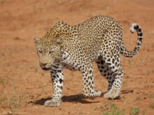 leopardo