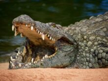 crocodilos