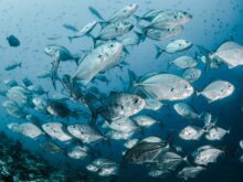 peixes