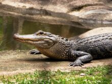 crocodilo