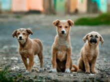 cães