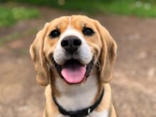 cão