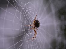 aranha