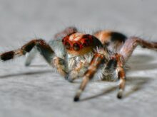 aranhas