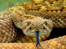 cobra