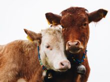 vacas