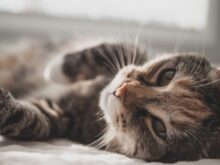 gatos