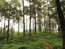 floresta