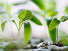 plantas