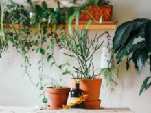 plantas