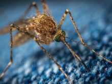 mosquito